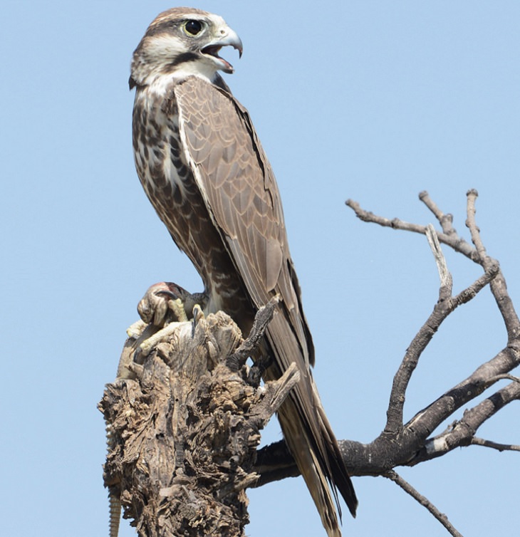 Fascinating facts on Different species of falcons in the birds of prey group that are found all over the world, The laggar falcon (Falco jugger)