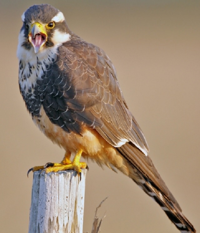 Fascinating facts on Different species of falcons in the birds of prey group that are found all over the world, The Aplomado Falcon (Falco femoralis)