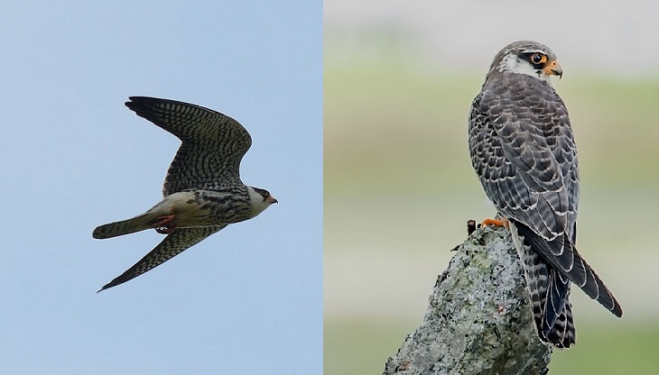 Fascinating facts on Different species of falcons in the birds of prey group that are found all over the world, The Amur Falcon (Falco amurensis)