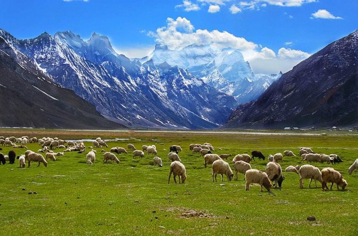 Beautiful scenery, sights and landscapes that can be seen by tourists and travelers in Ladakh, Union Territory in India, Sheep graze in the fields of Rangdum village in Suru Valley
