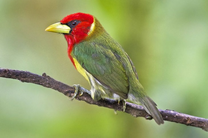 Beautiful, unique and brightly colored birds found only in the diverse ecosystem of Peru, South America, The red-headed barbet (Eubucco bourcierii)