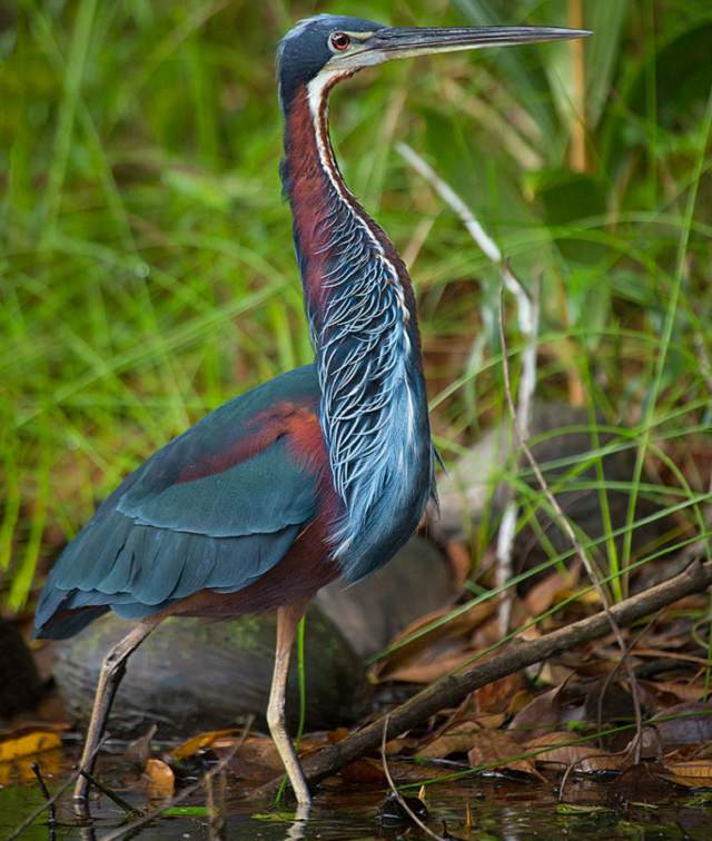 Beautiful, unique and brightly colored birds found only in the diverse ecosystem of Peru, South America, The agami heron (Agamia agami)