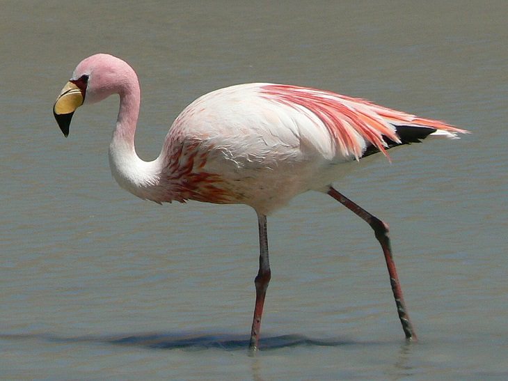 Beautiful, unique and brightly colored birds found only in the diverse ecosystem of Peru, South America, James's flamingo or Puna Flamingo (Phoenicoparrus jamesi)