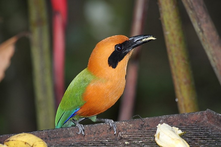 Beautiful, unique and brightly colored birds found only in the diverse ecosystem of Peru, South America, The rufous motmot (Baryphthengus martii)