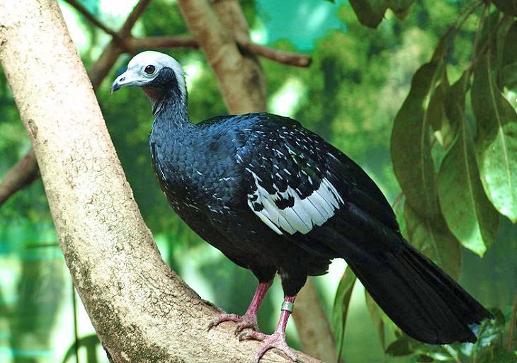 Beautiful, unique and brightly colored birds found only in the diverse ecosystem of Peru, South America, The blue-throated piping guan (Pipile cumanensis)