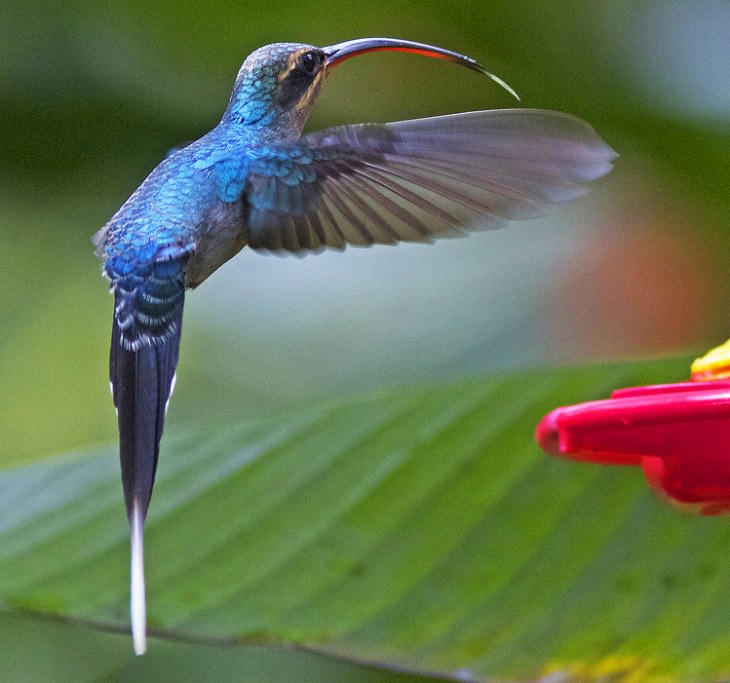 Beautiful, unique and brightly colored birds found only in the diverse ecosystem of Peru, South America, The Green Hermit (Phaethornis guy)