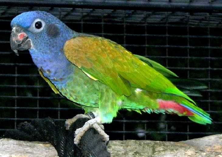 Beautiful, unique and brightly colored birds found only in the diverse ecosystem of Peru, South America, The blue-headed parrot, or the blue-headed pionus (Pionus menstruus)