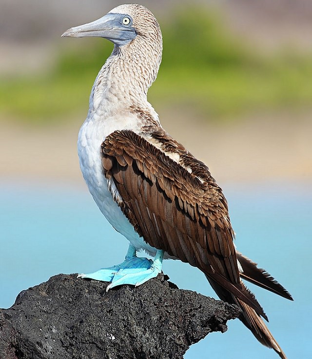 Beautiful, unique and brightly colored birds found only in the diverse ecosystem of Peru, South America, The blue-footed booby (Sula nebouxii)