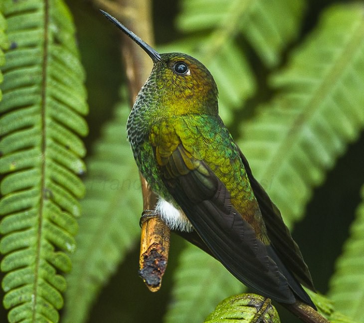 Beautiful, unique and brightly colored birds found only in the diverse ecosystem of Peru, South America, The greenish puffleg (Haplophaedia aureliae)