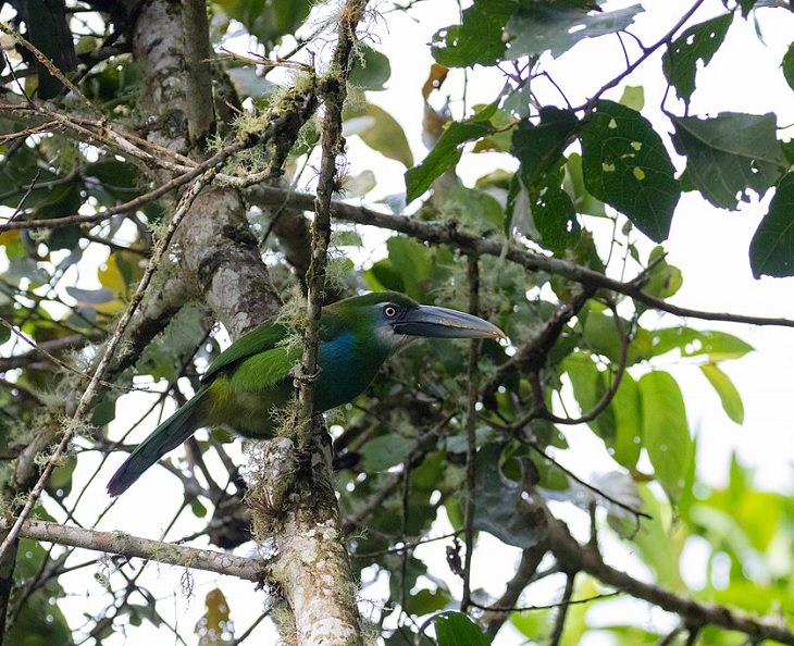 Beautiful, unique and brightly colored birds found only in the diverse ecosystem of Peru, South America, The Blue-banded Toucanet (Aulacorhynchus coeruleicinctis)