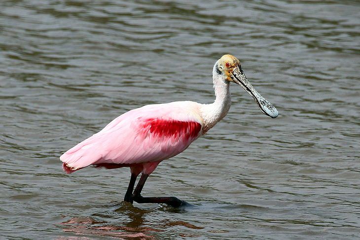Beautiful, unique and brightly colored birds found only in the diverse ecosystem of Peru, South America, The Roseate Spoonbill (Platalea ajaja)