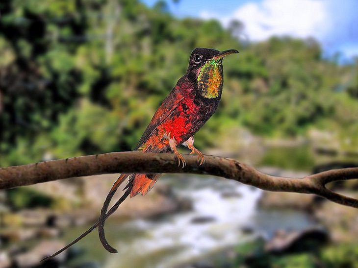 Beautiful, unique and brightly colored birds found only in the diverse ecosystem of Peru, South America, The Fiery Topaz (Topaza pyra)