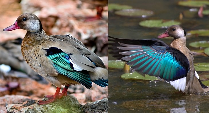 Beautiful, unique and brightly colored birds found only in the diverse ecosystem of Peru, South America, The Brazilian teal or Brazilian duck (Amazonetta brasiliensis)