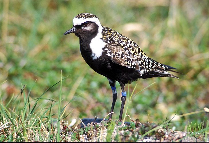 Beautiful, unique and brightly colored birds found only in the diverse ecosystem of Peru, South America, The American golden plover (Pluvialis dominica)