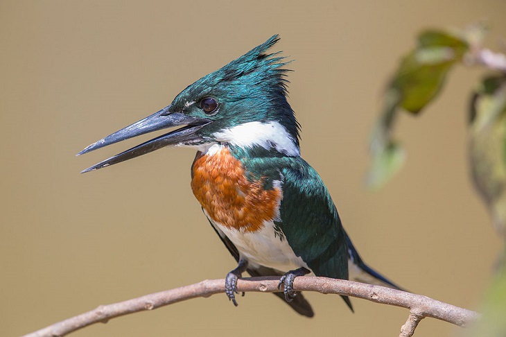 Beautiful, unique and brightly colored birds found only in the diverse ecosystem of Peru, South America, The Amazon kingfisher (Chloroceryle amazona)