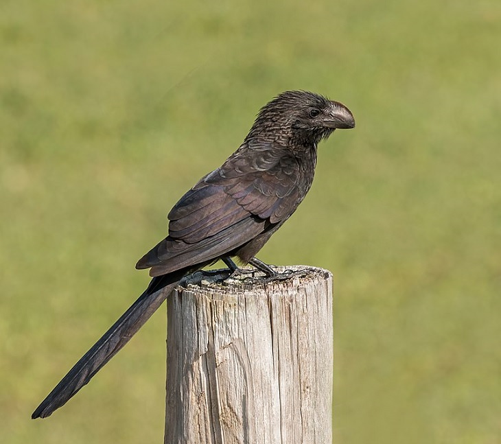 Beautiful, unique and brightly colored birds found only in the diverse ecosystem of Peru, South America, Smooth-billed ani (Crotophaga ani)