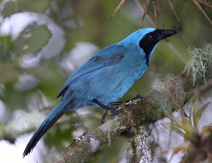 Beautiful, unique and brightly colored birds found only in the diverse ecosystem of Peru, South America, The turquoise jay (Cyanolyca turcosa)