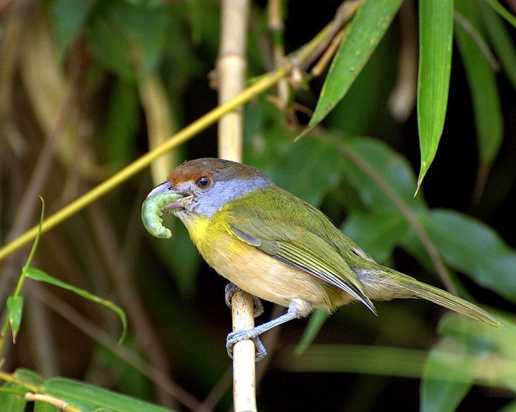 Beautiful, unique and brightly colored birds found only in the diverse ecosystem of Peru, South America, The rufous-browed peppershrike (Cyclarhis gujanensis)