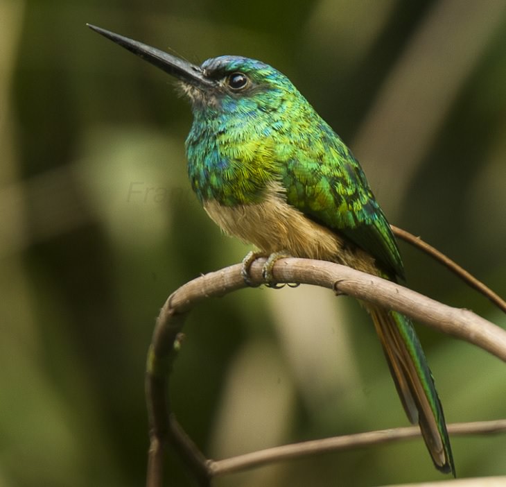 Beautiful, unique and brightly colored birds found only in the diverse ecosystem of Peru, South America, The bluish-fronted jacamar (Galbula cyanescens)