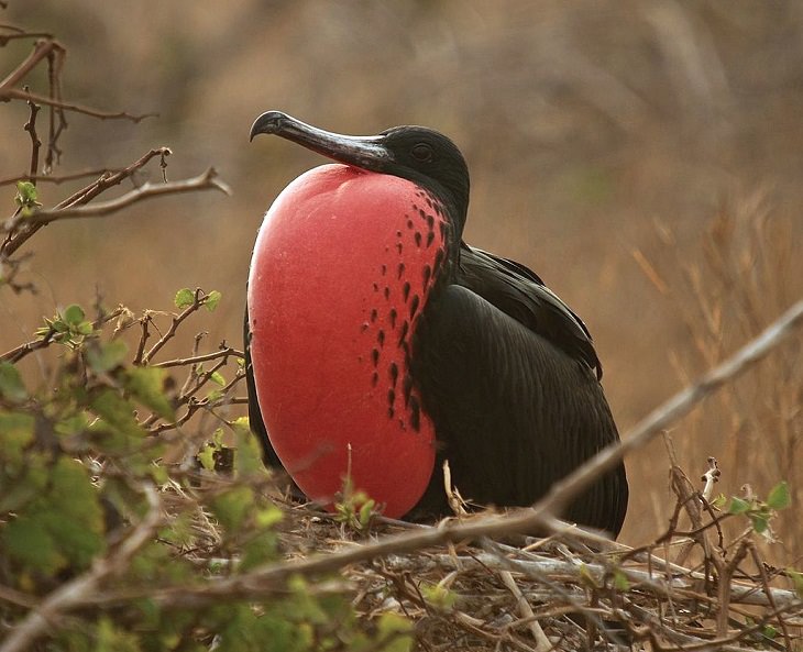 Beautiful, unique and brightly colored birds found only in the diverse ecosystem of Peru, South America, The magnificent frigatebird (Fregata magnificens)