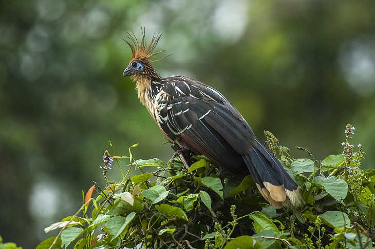 Beautiful, unique and brightly colored birds found only in the diverse ecosystem of Peru, South America, The Hoatzin (Opisthocomus hoazin)