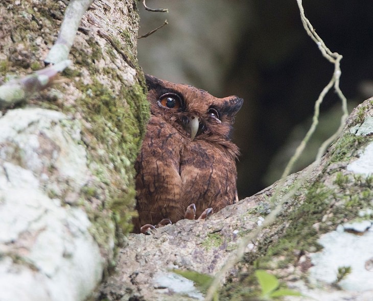 Beautiful, unique and brightly colored birds found only in the diverse ecosystem of Peru, South America, The tawny-bellied screech owl (Megascops watsonii)