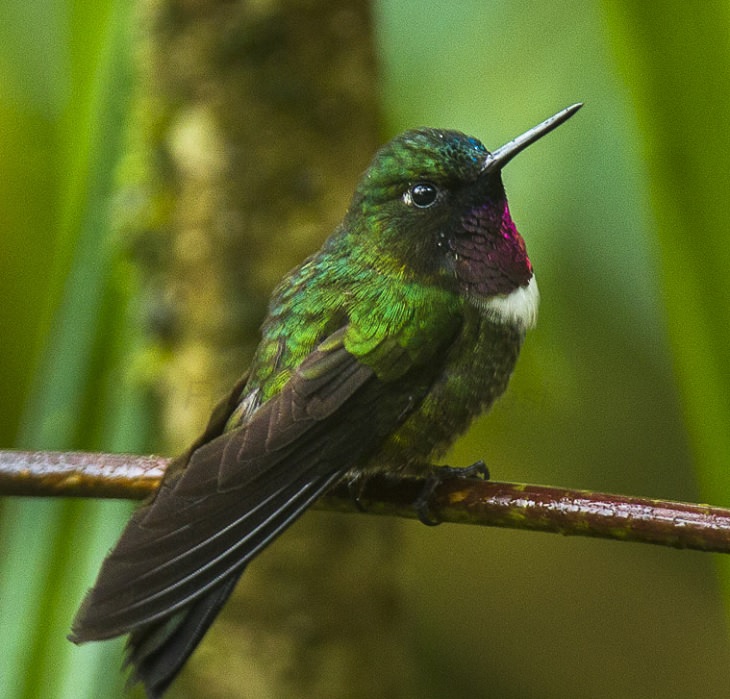 Beautiful, unique and brightly colored birds found only in the diverse ecosystem of Peru, South America, The Amethyst-Throated Aunangel (Heliangelus amethysticollis)