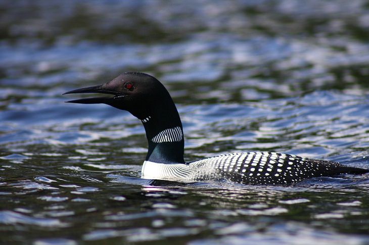The call of the loon bird