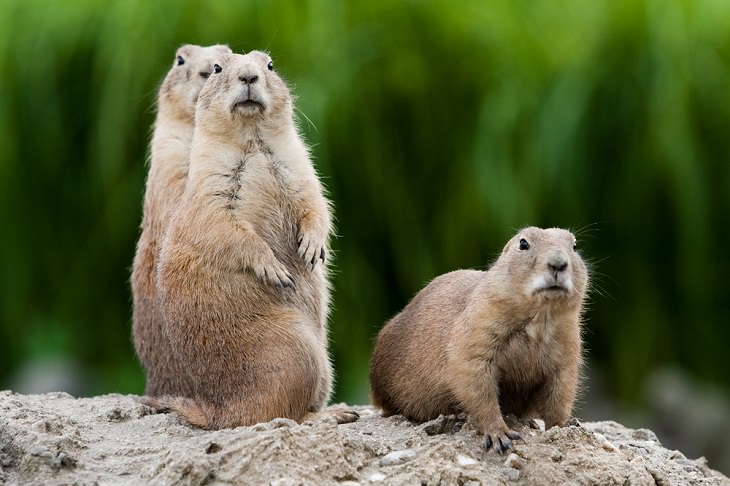 Prairie dogs use a complex language 