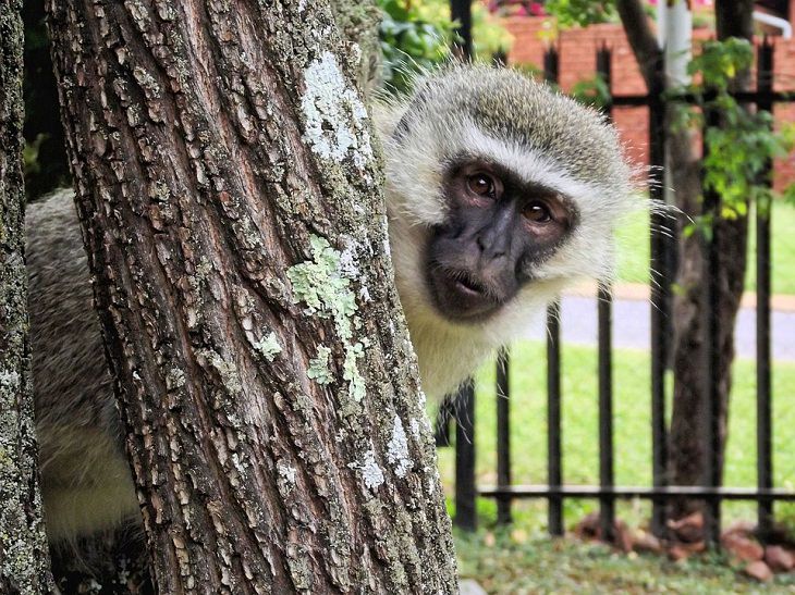 Vervet monkeys , sound, communication 