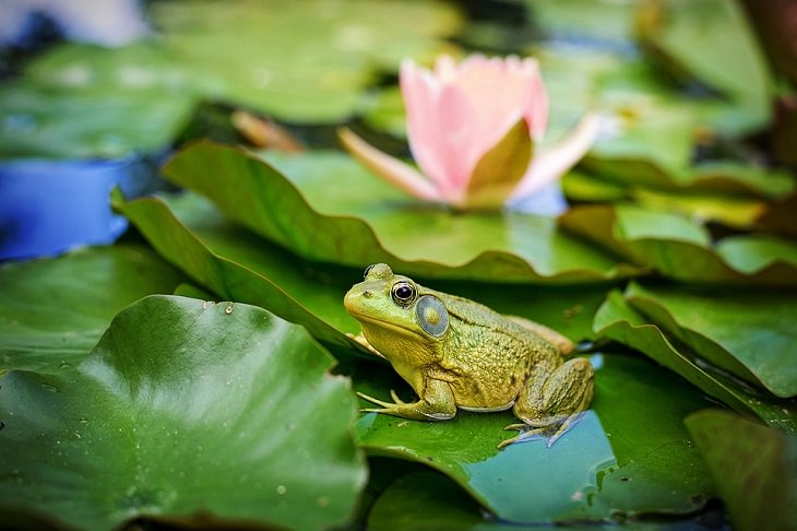 City frogs sing 