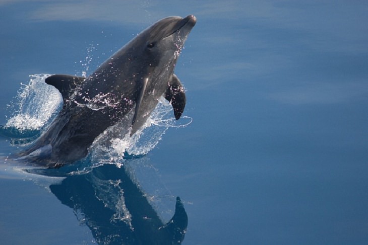 Bottlenose dolphins whistle 