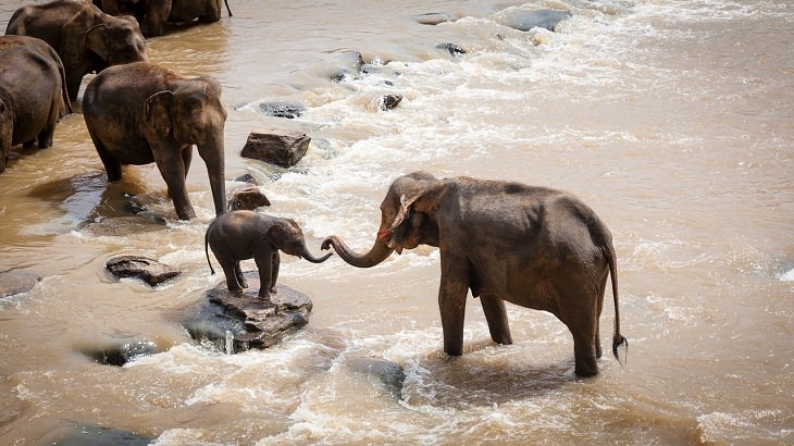 Elephants make low-frequency noises 