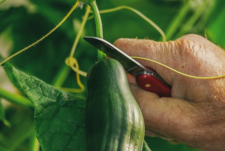 cucumber, Survival Garden