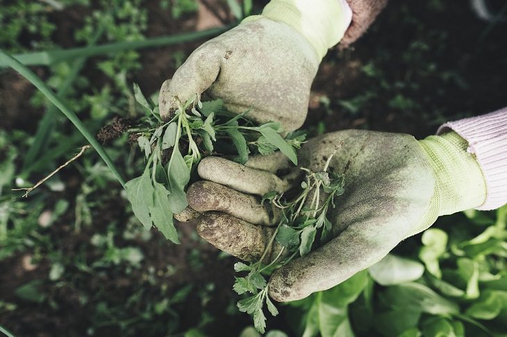 Fertilize, survival garden 