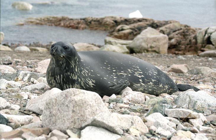Interesting facts about different unique species of seals, Weddell Seal (Leptonychotes weddellii)