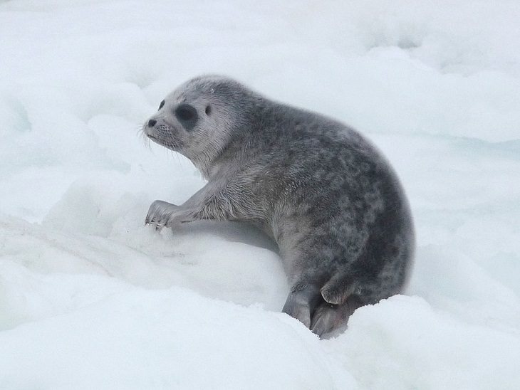 Interesting facts about different unique species of seals, Ringed seal (Pusa hispida or Phoca hispida) pup