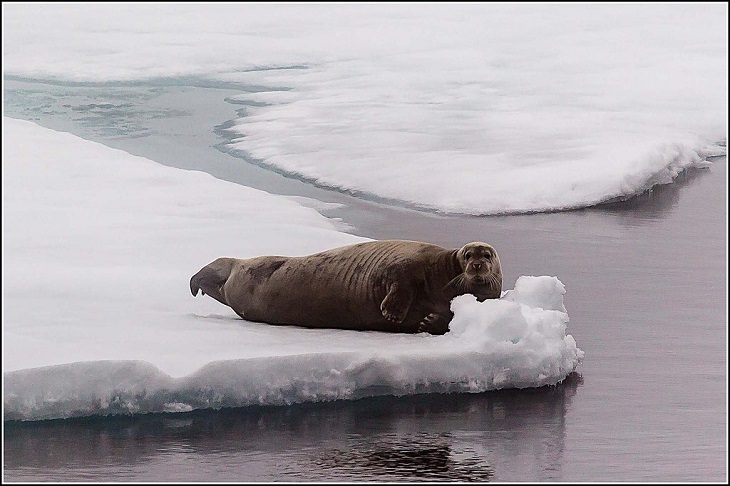 Interesting facts about different unique species of seals, Bearded Seal (Erignathus barbatus)