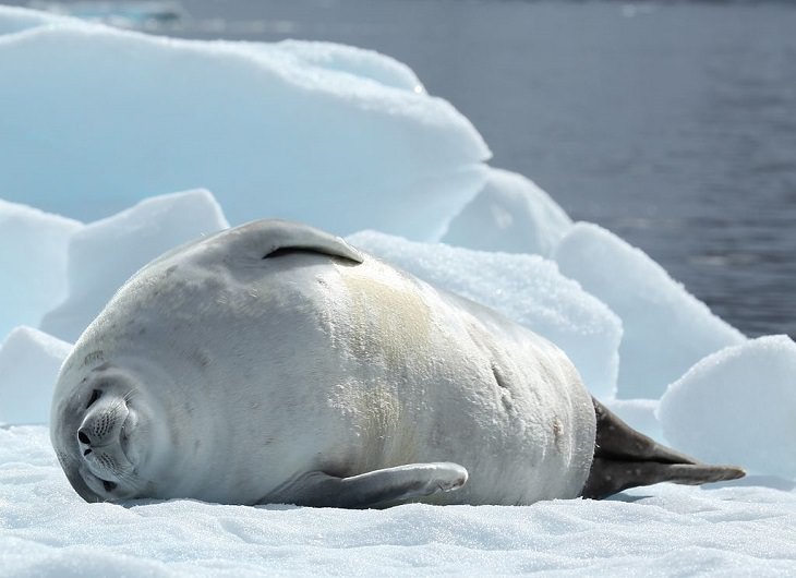 Interesting facts about different unique species of seals, Crabeater Seal (Lobodon carcinophaga)