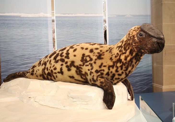 Interesting facts about different unique species of seals, Hooded Seal (Cystophora cristata)