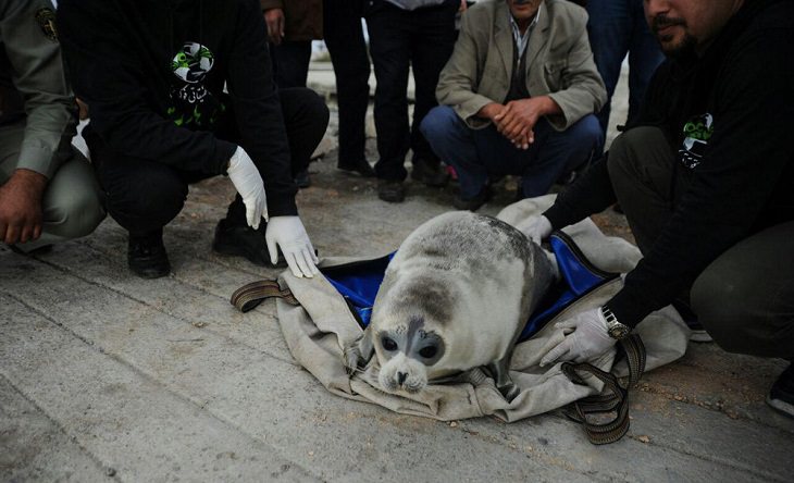 Interesting facts about different unique species of seals, Caspian Seal (Pusa caspica)