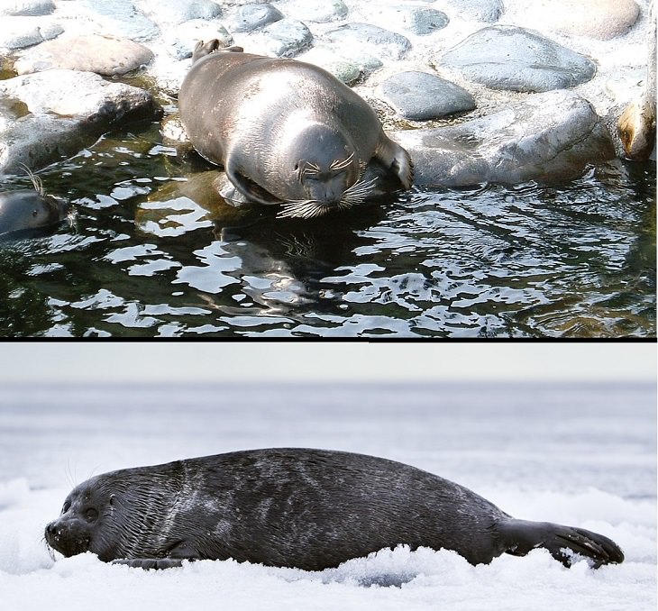 Interesting facts about different unique species of seals, Baikal Seal (Pusa sibirica)