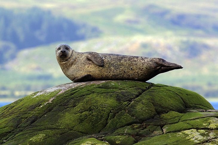 Interesting facts about different unique species of seals, Harbor Seal (Phoca vitulina)