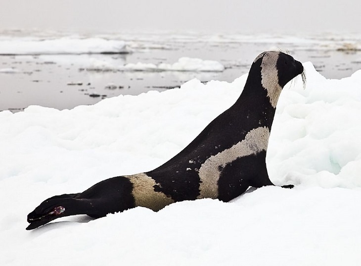 Interesting facts about different unique species of seals, Ribbon Seal (Histriophoca fasciata)