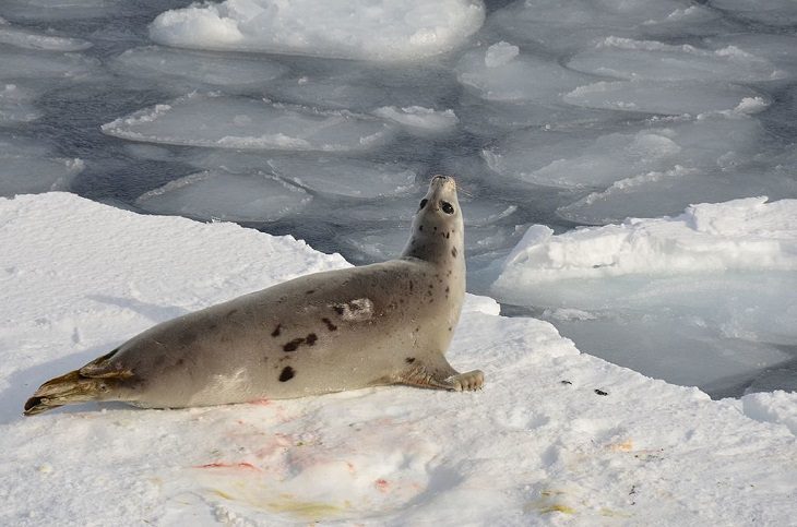 Interesting facts about different unique species of seals, Harp Seal (Pagophilus groenlandicus)
