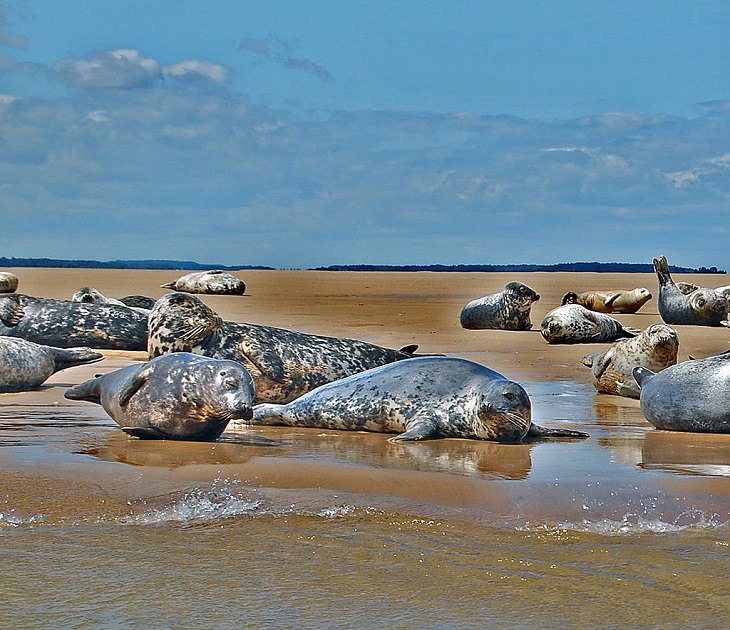 Interesting facts about different unique species of seals, Grey Seal (Halichoerus grypus)