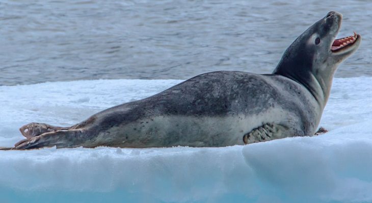 Interesting facts about different unique species of seals, Leopard Seal (Hydrurga leptonyx)