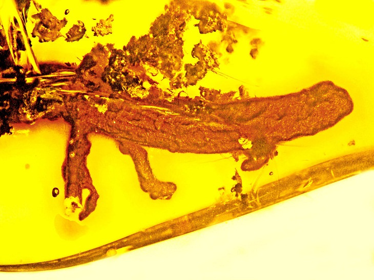 First salamander in amber