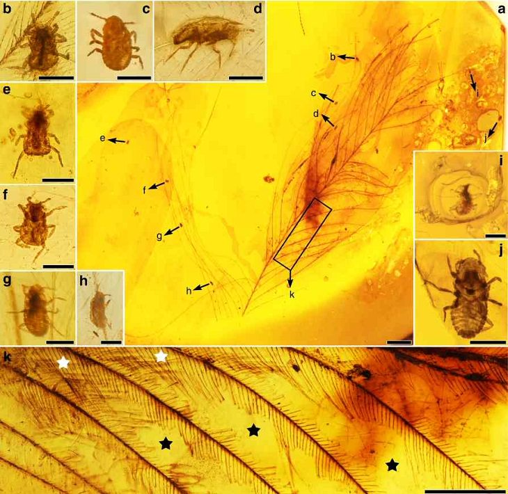 Ancient lice found with dinosaur feathers 