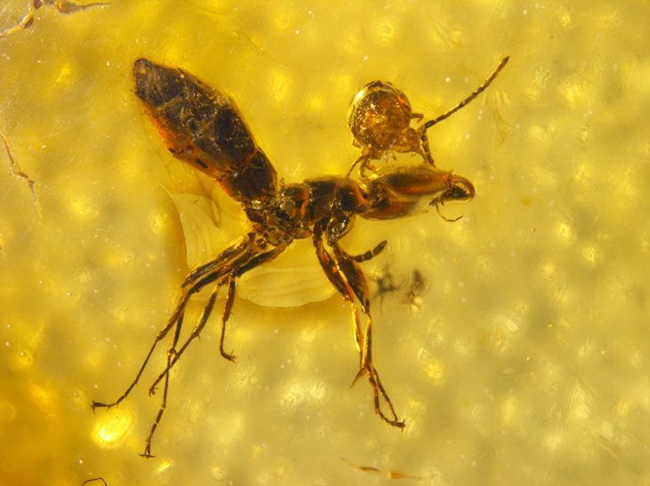 Mite and ant locked together in amber